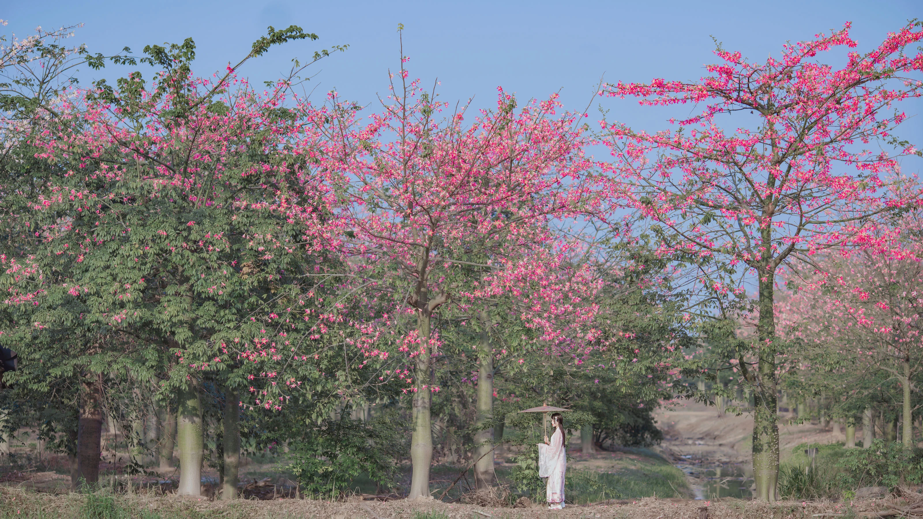 桜桃喵 – 温柔之汉服桃花高清在线欣赏-撸撸奈子